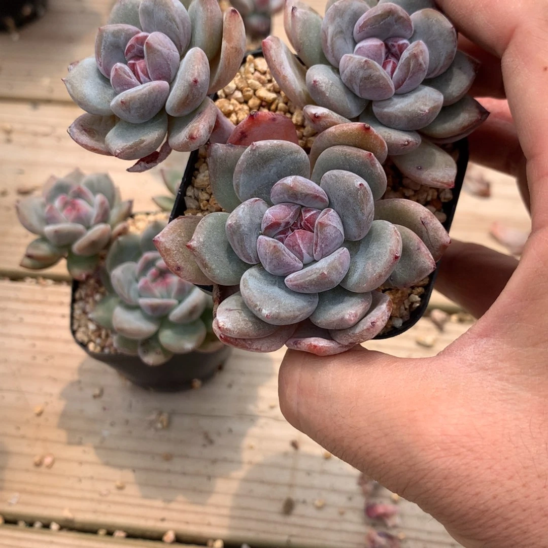 芊****芊荨突尼斯发货多肉