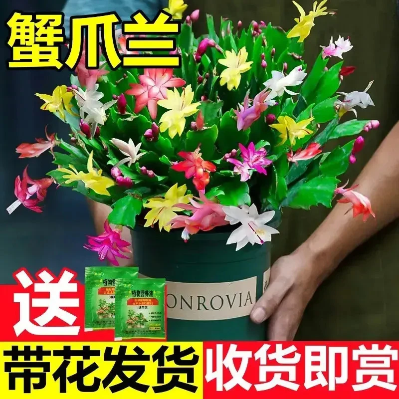 灵枫莱【带花苞】室内盆栽蟹爪兰多色花卉四季开花好养活桌面植物