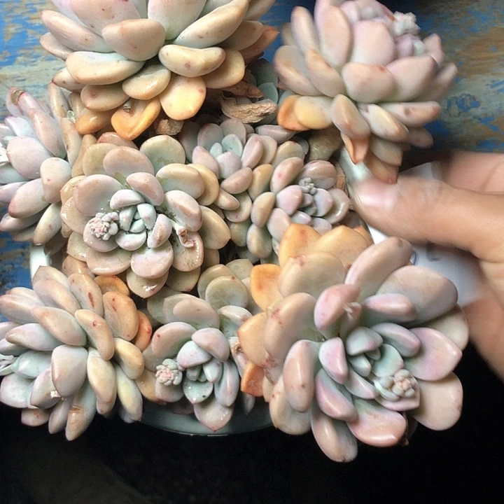 時****頭52///////////////