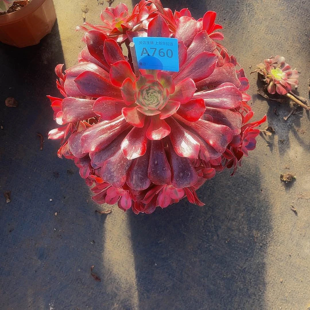 英*儿美杜莎760拖土发货