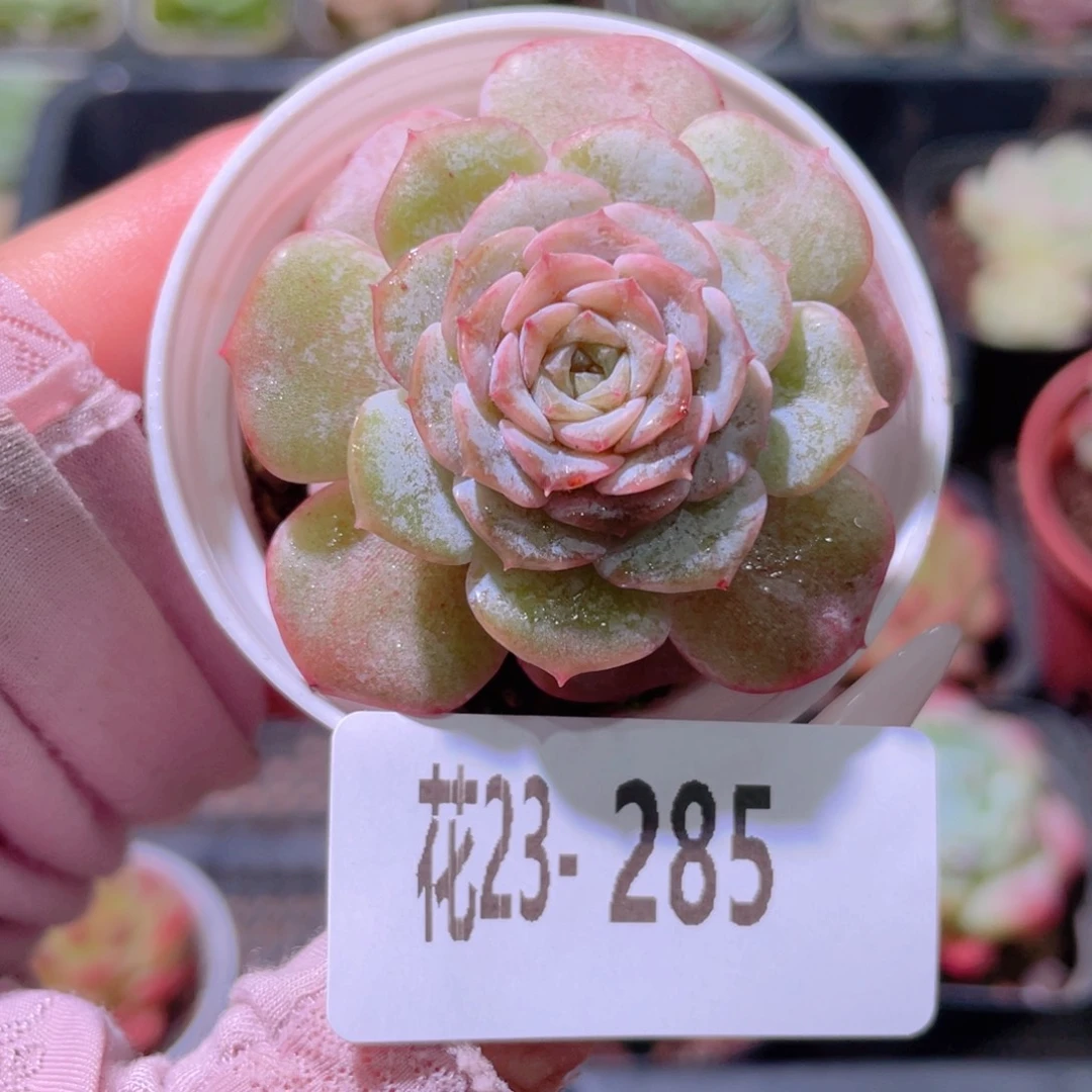 花利美23-285新品