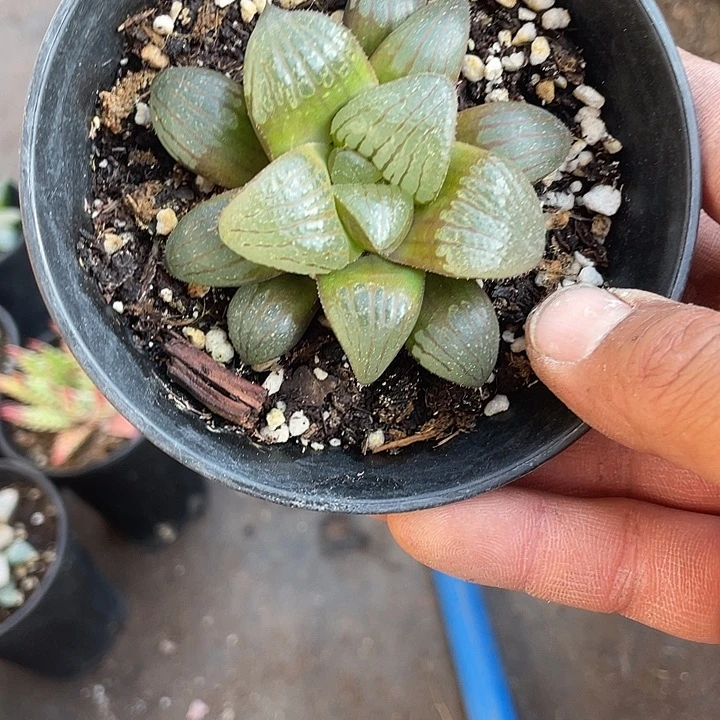 红纹寿多肉带盆发货