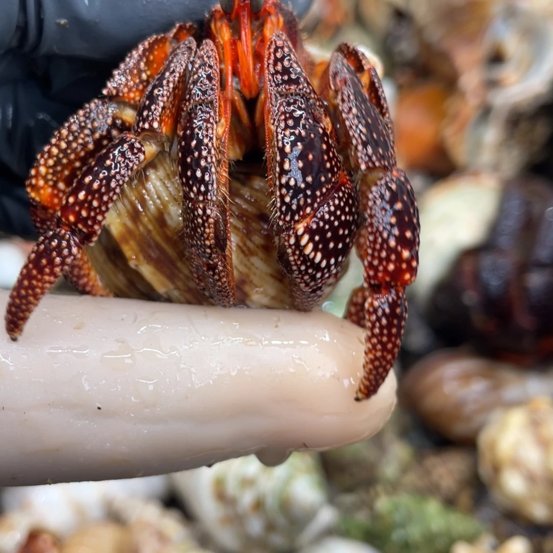 不退不换活体宠物69