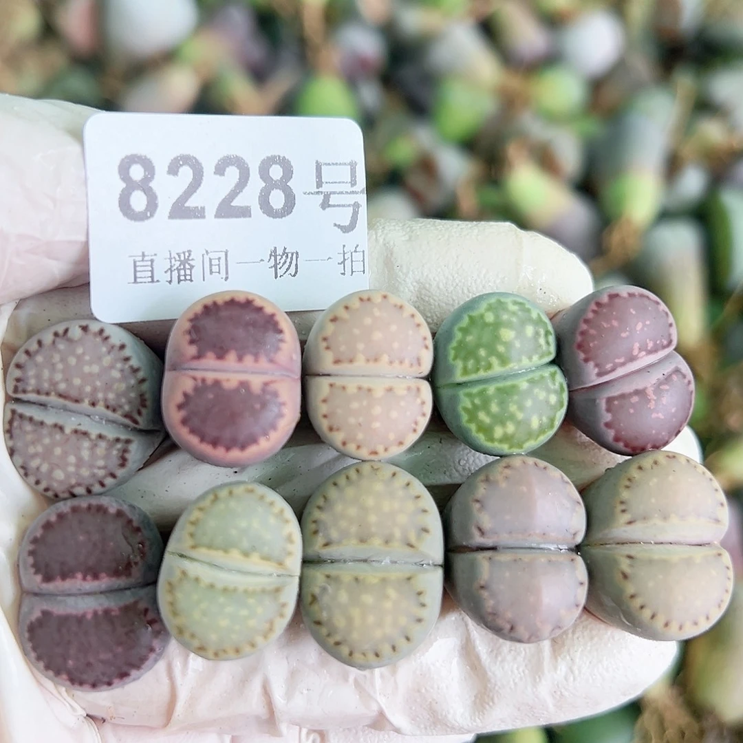 8228三年彩饼干10个1.5cm左右