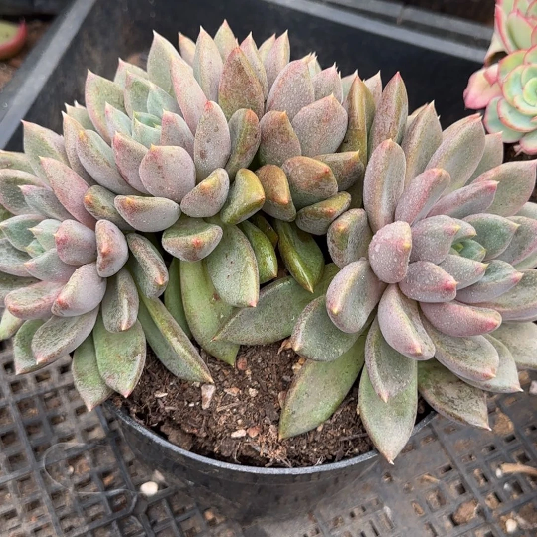 红象牙朵朵一物一拍包装收缩花旱