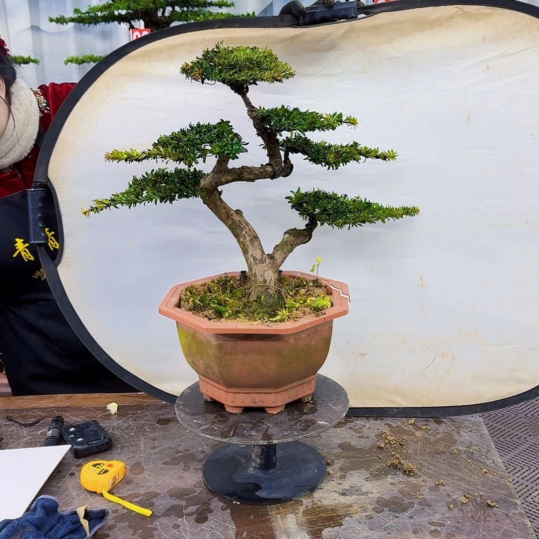 无花朵罗汉松888808 88