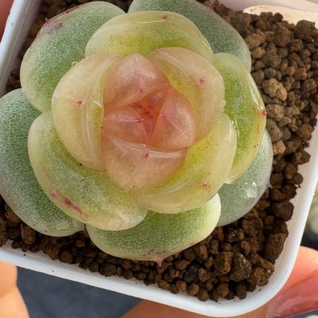 0102-7-0021单头一颗多肉