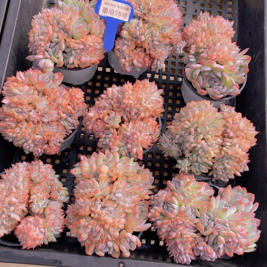 量拍59号 莎莎女王缀化一个