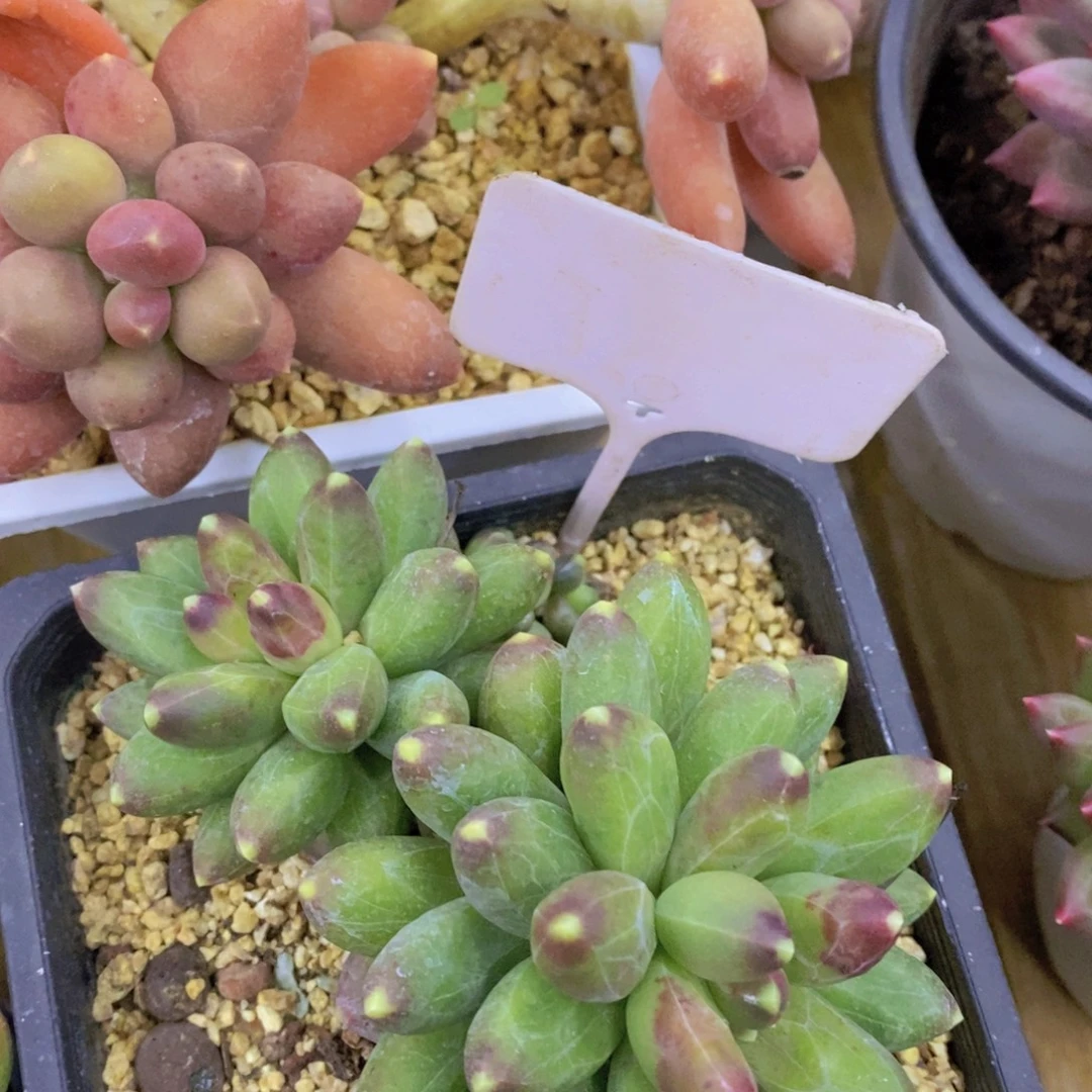 快乐至上，开心无价，一物一拍