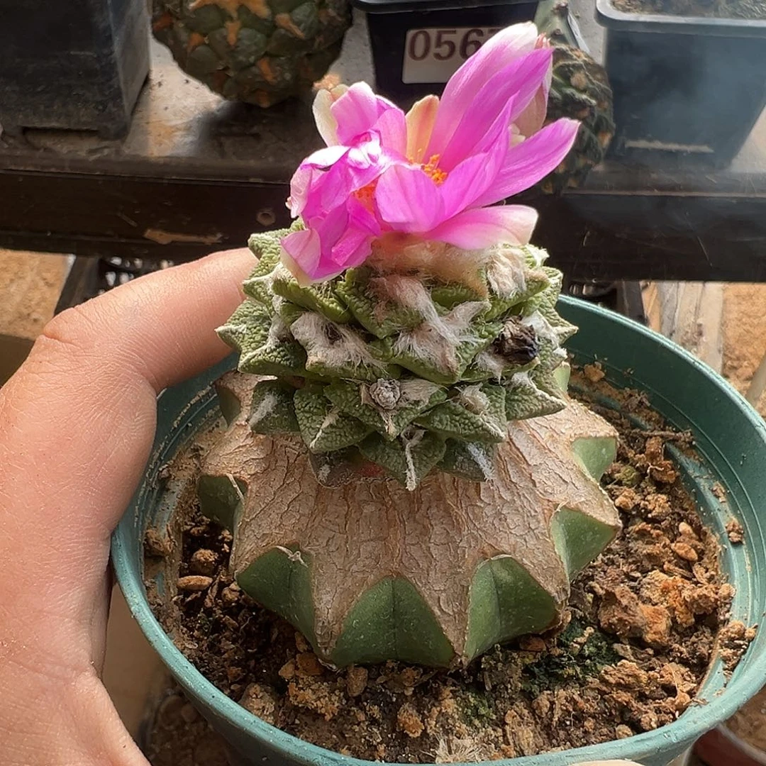 5cm黑牡丹锦仙人球1068