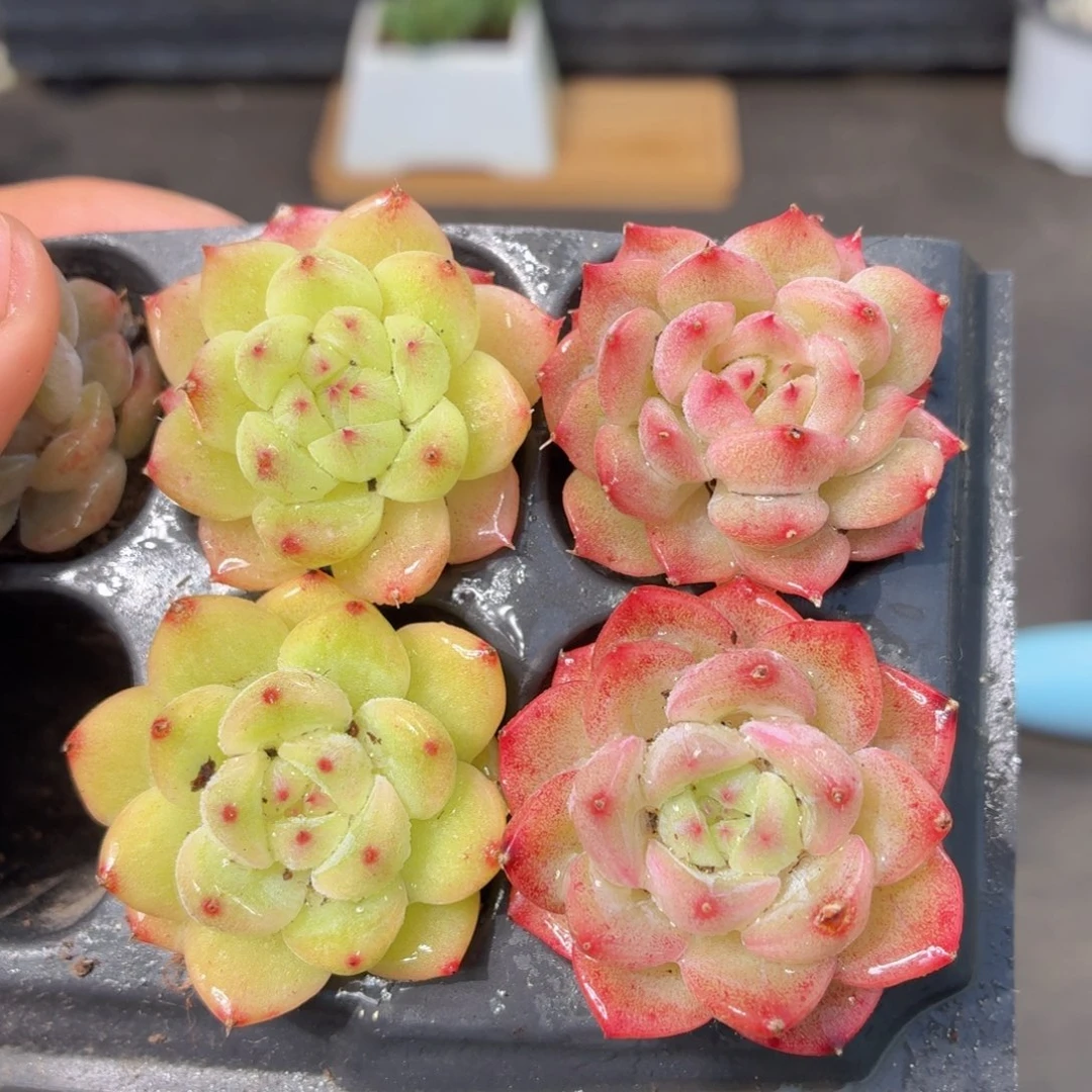 麦秆多肉9.9包邮发货