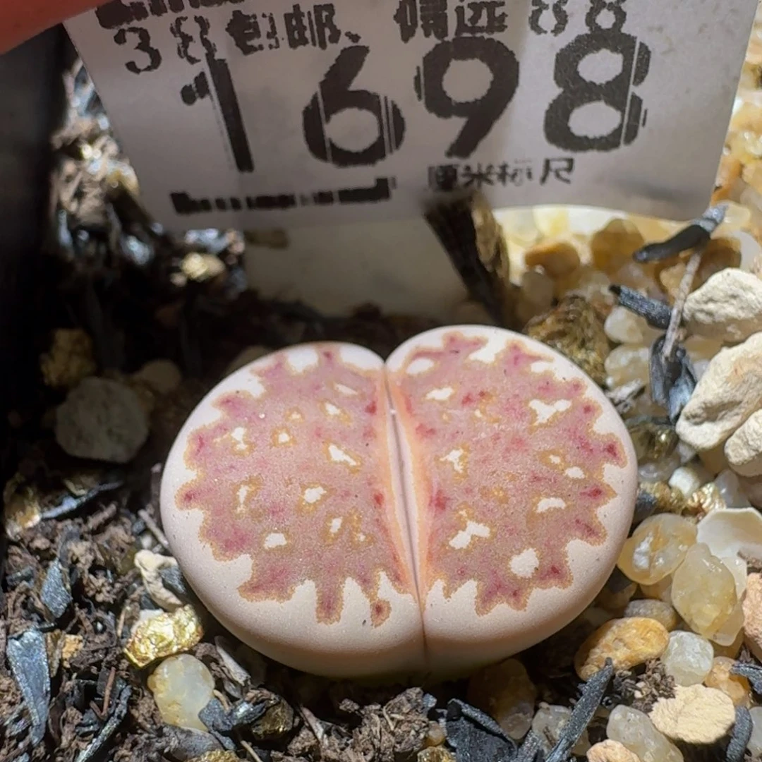 Ssss精品生石花1698