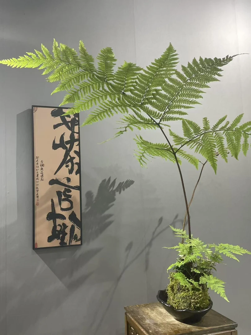 苔藓球红磷蕨禅意盆栽盆景室内客厅观叶花卉绿植【不含托盘】