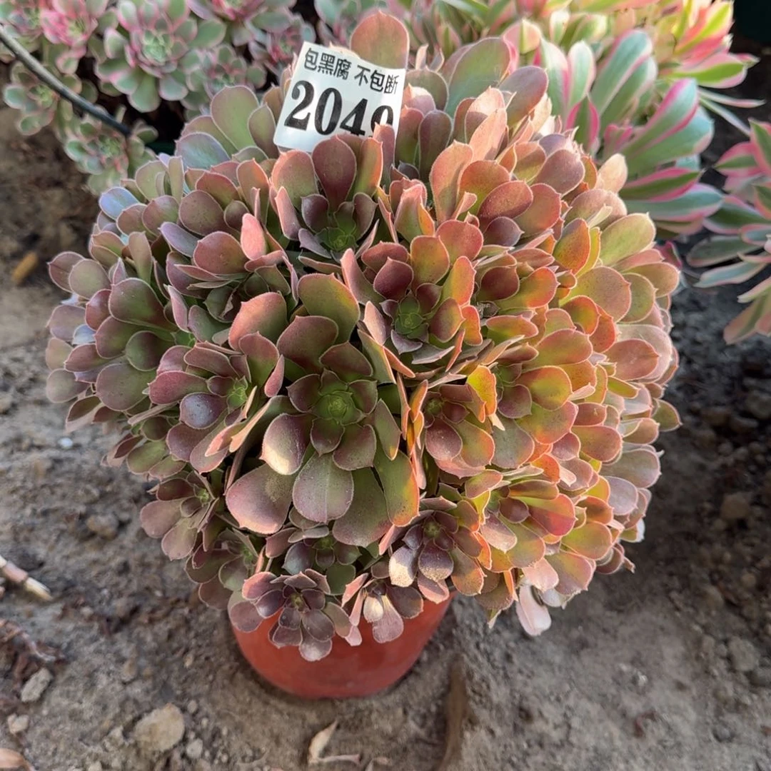 18-44法师荷兰玫瑰2049