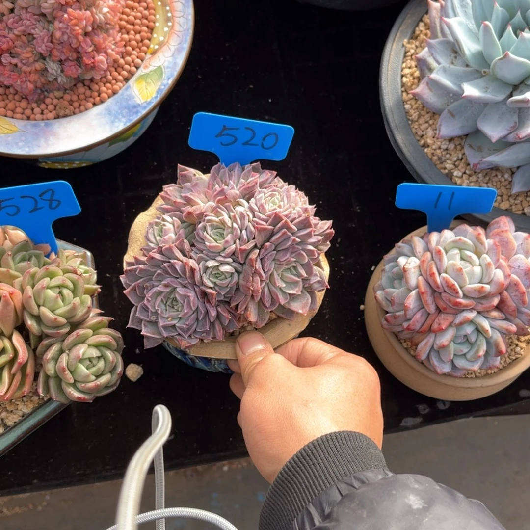 可*哆520海伦娜多肉