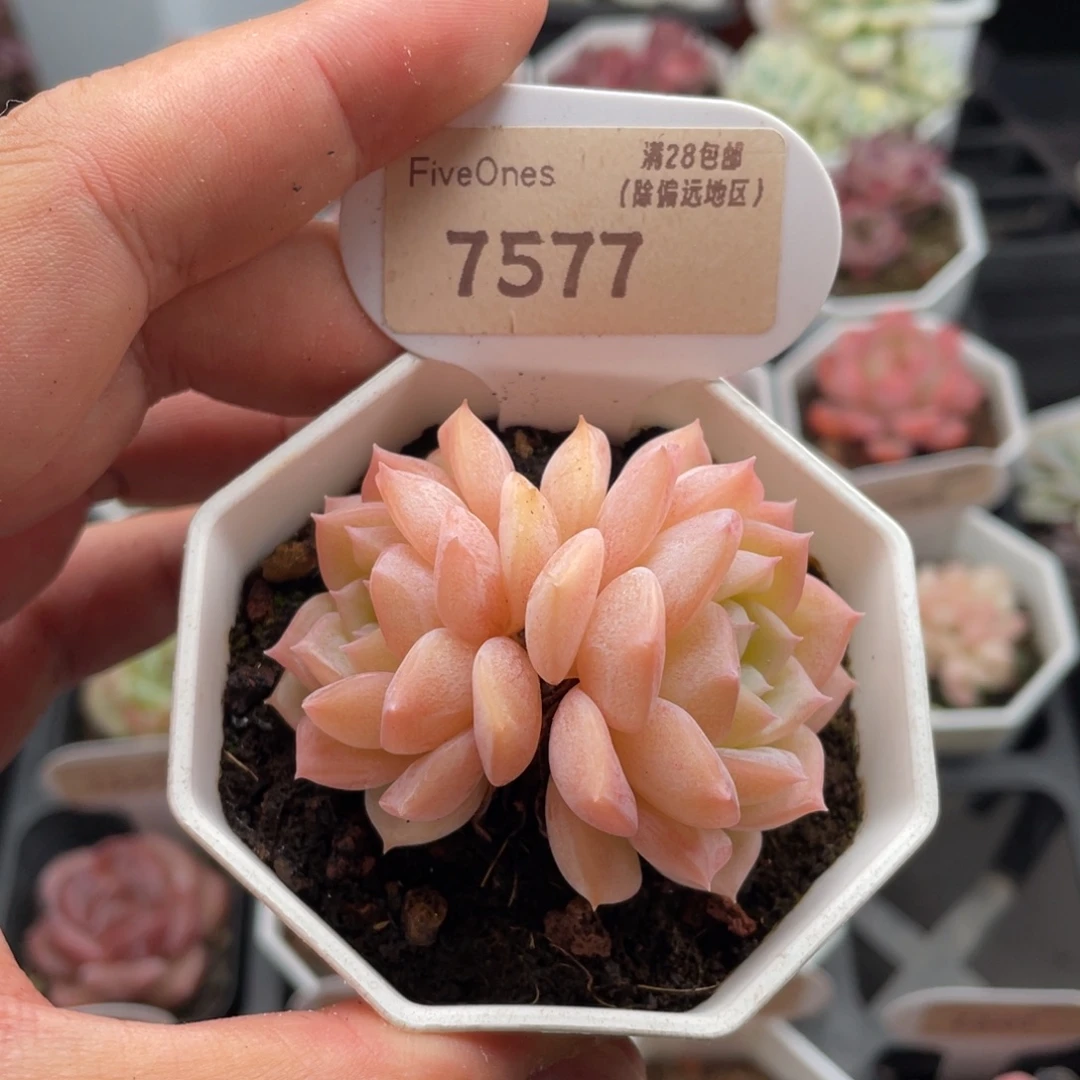 纯爱7577-5.5厘米