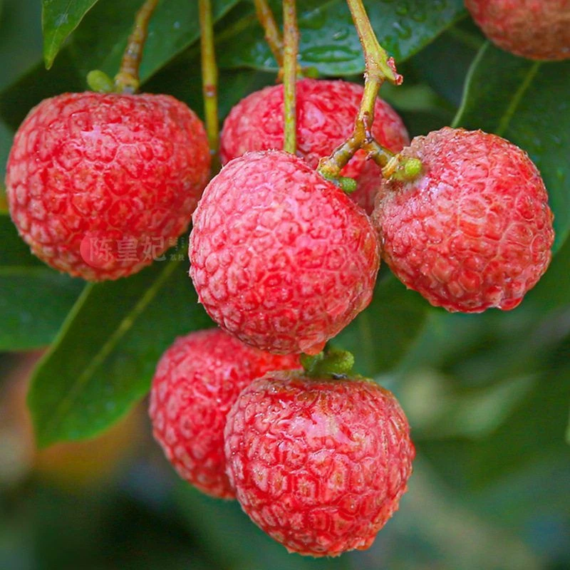 广东正宗桂味荔枝新鲜现摘清甜无酸当季水果