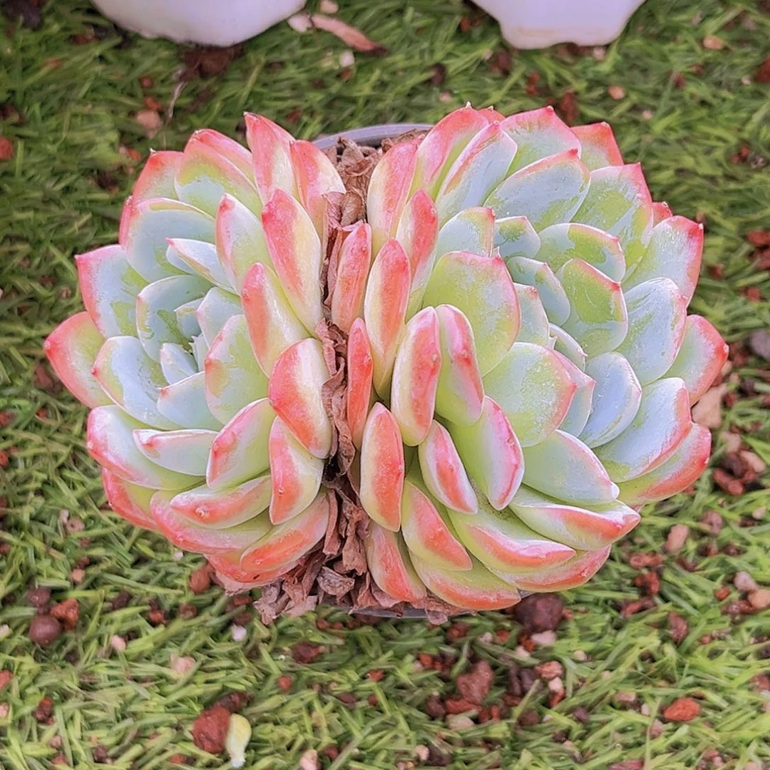 13号1212211221221111