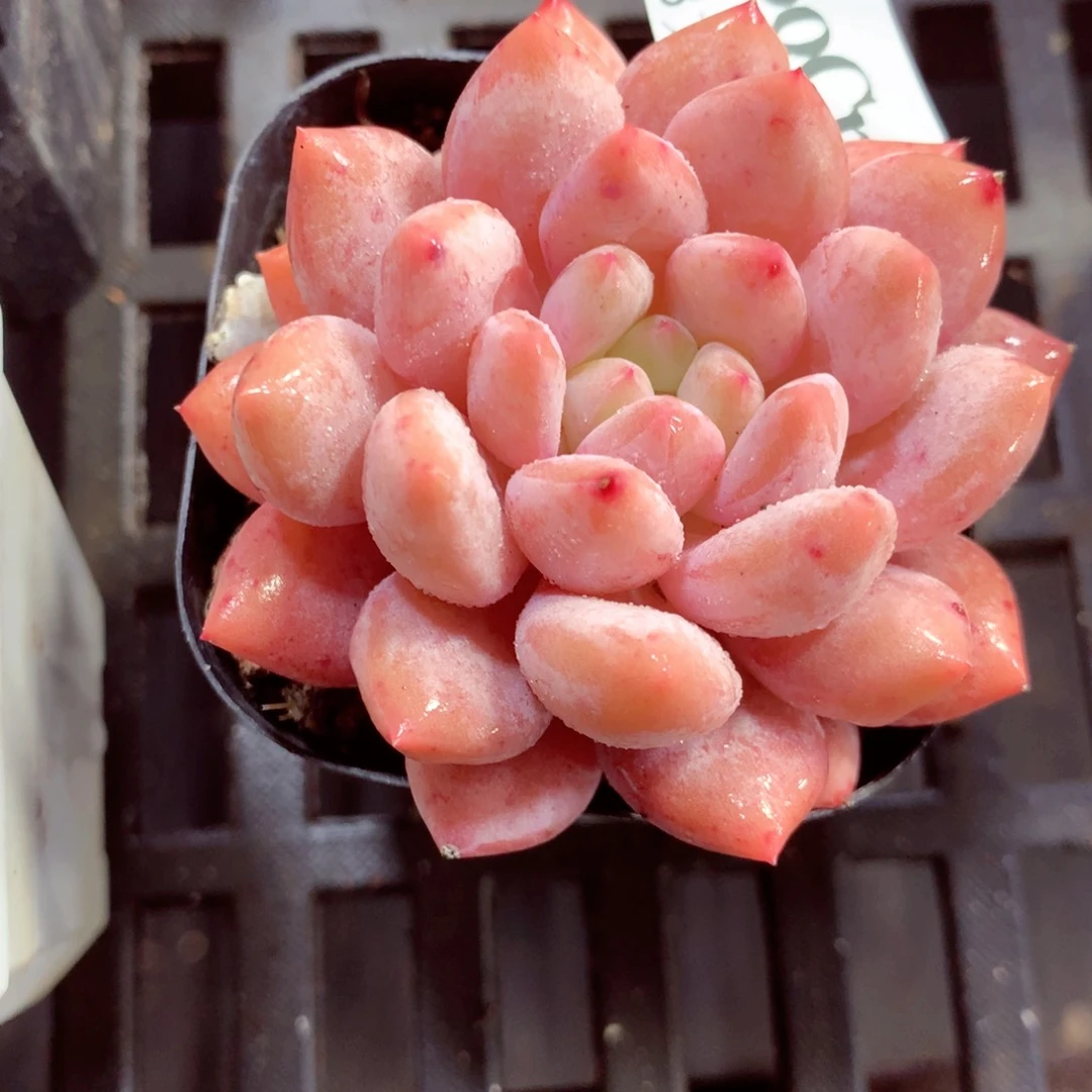 5厘米盆精控多肉660