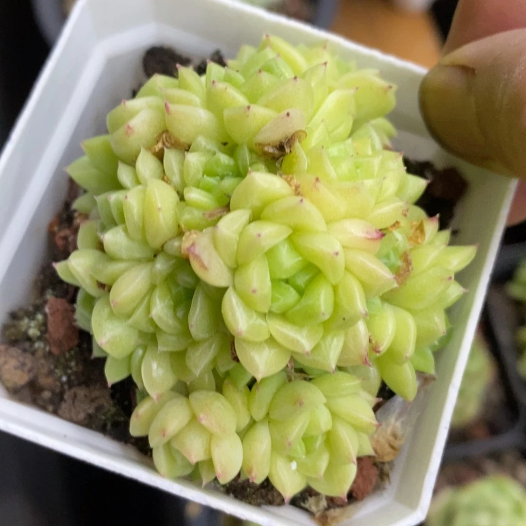 精品多肉一物一拍不包整238
