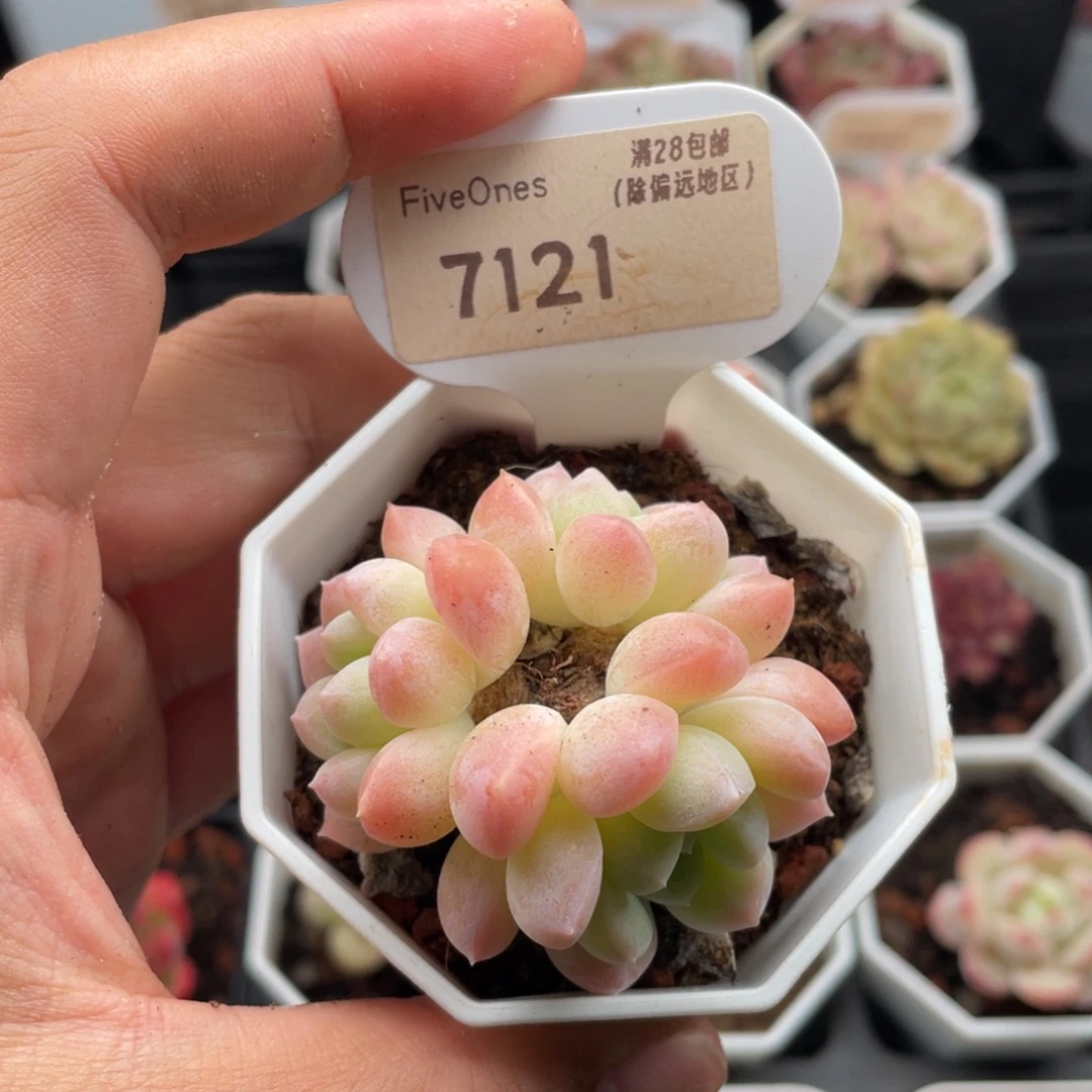 奶糖7121-5.5厘米