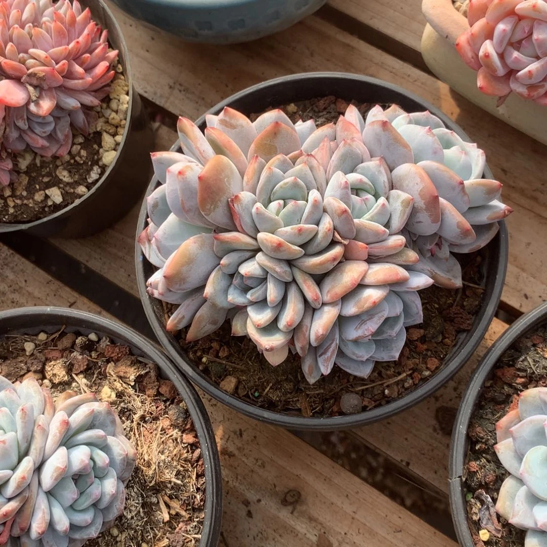 无花朵哈哈哈哈哈哈哈哈65