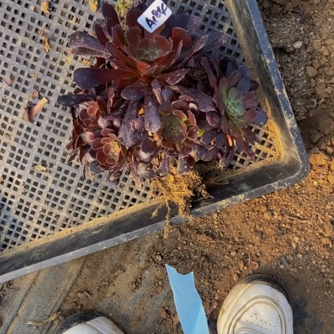 ゛****?萝莉多肉植物一物一拍184多肉不包断