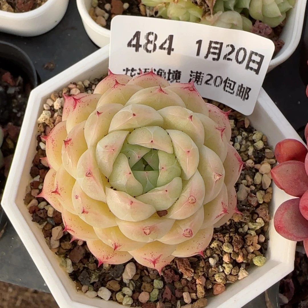 花语逸境0120-484