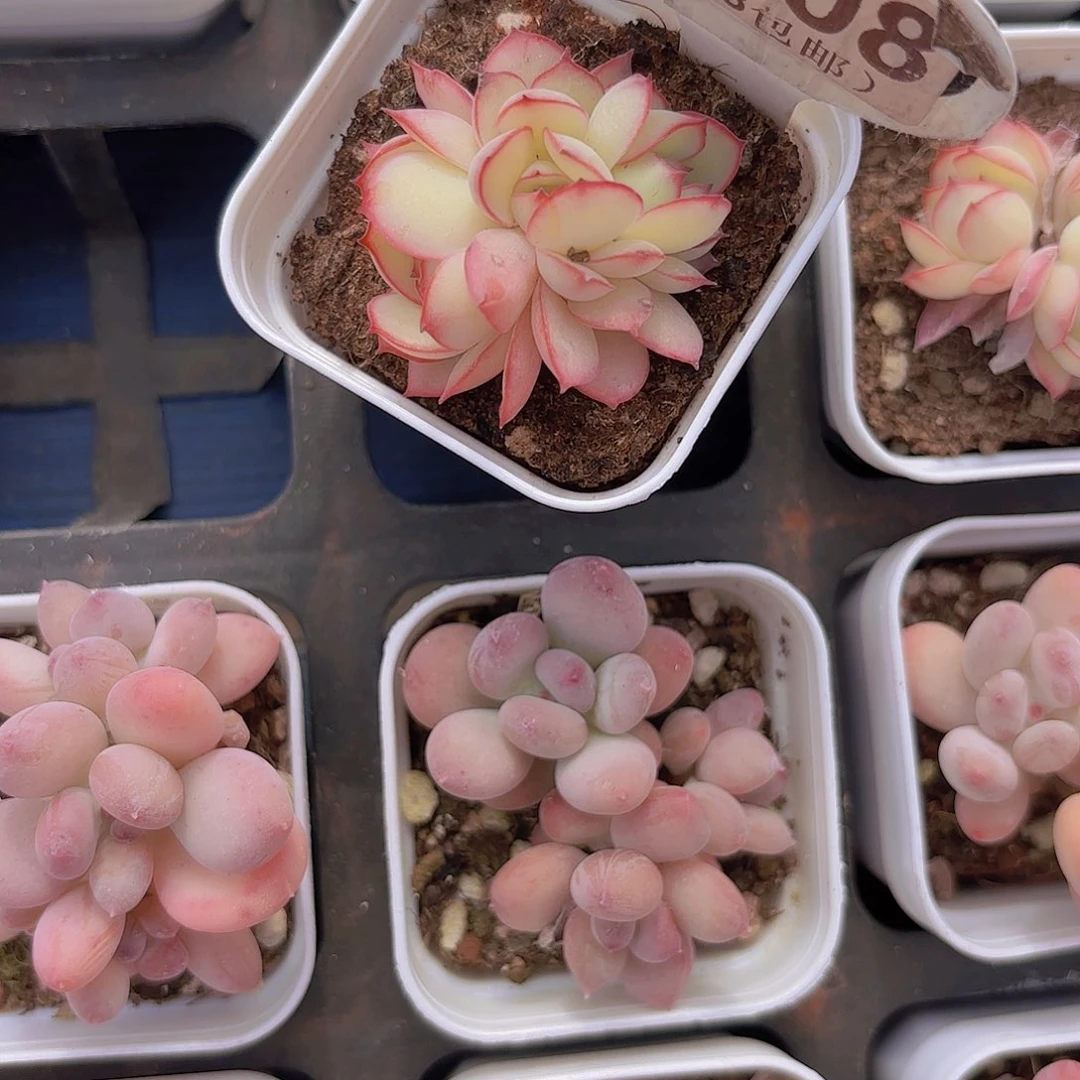 A108牡丹亭一物一拍