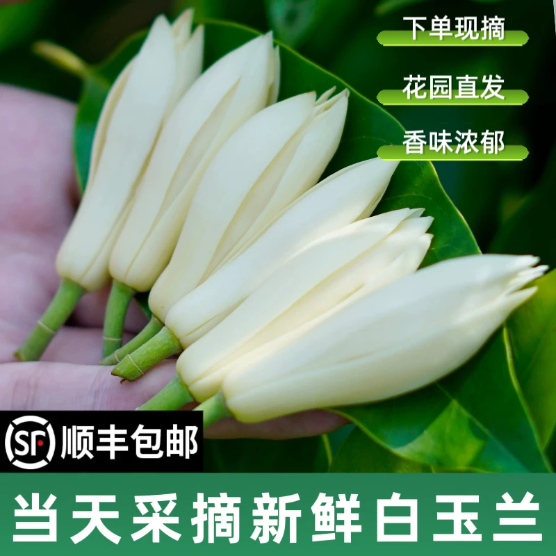新鲜白玉兰花白兰花玉兰花黄果兰清新花香做黄角兰花鲜花黄角兰