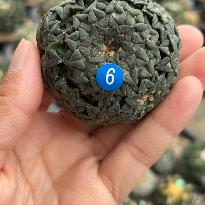 袖蒲苗接落地仙人球6