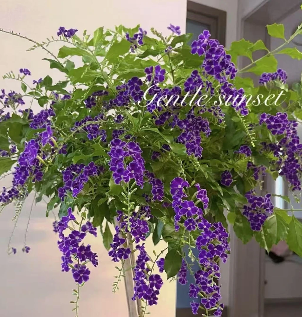 【加高1.1-1.3米】紫金露带花苞独杆棒棒糖大型绿植好养花卉