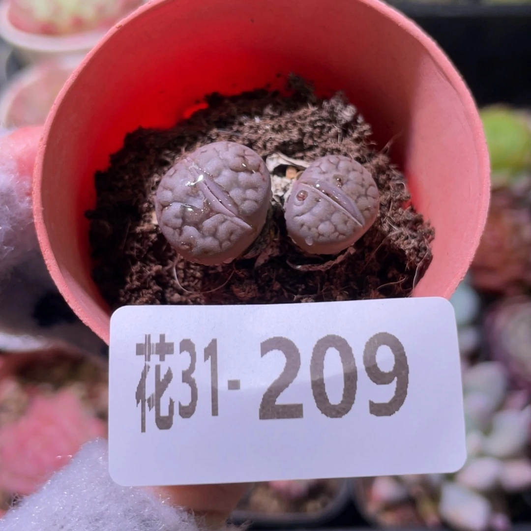 花利美31-209生石花