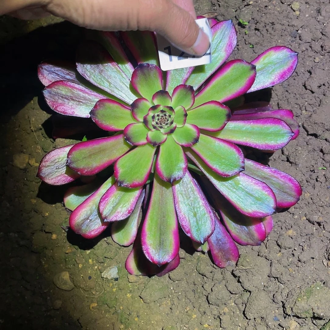 1272赤兔多肉植物