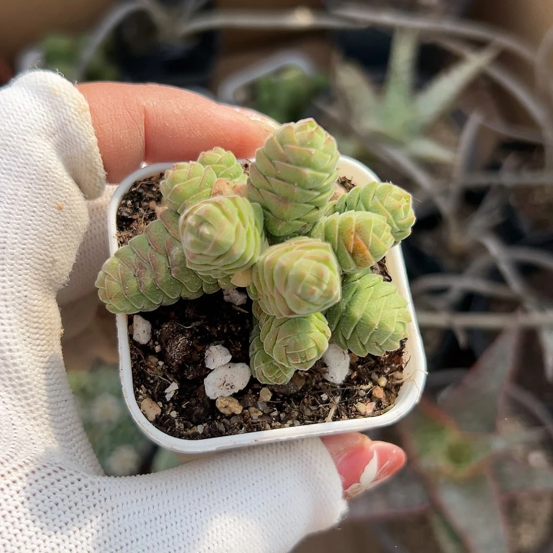 多肉植物绒塔群生