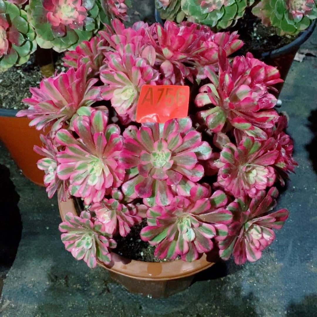 红铜白756多肉11111