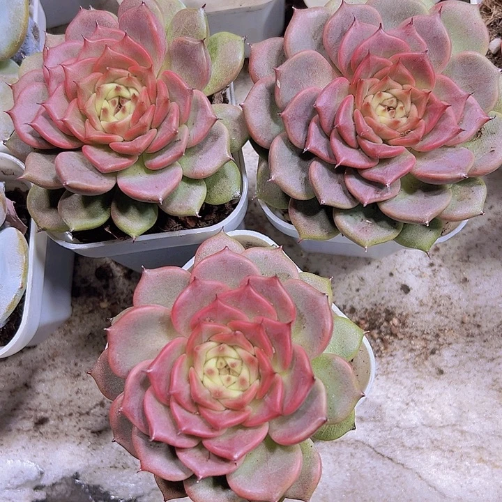 大神笛19包多肉植物