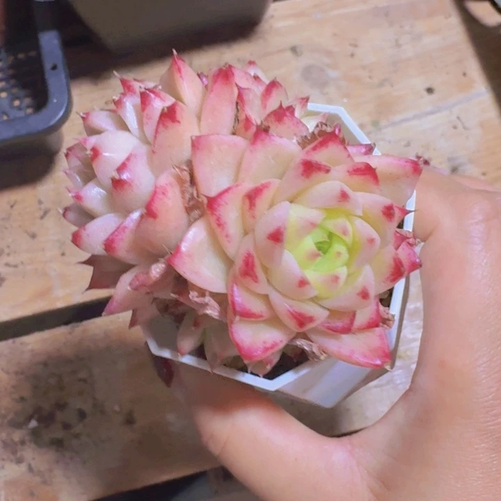 麦秆群生一物一拍