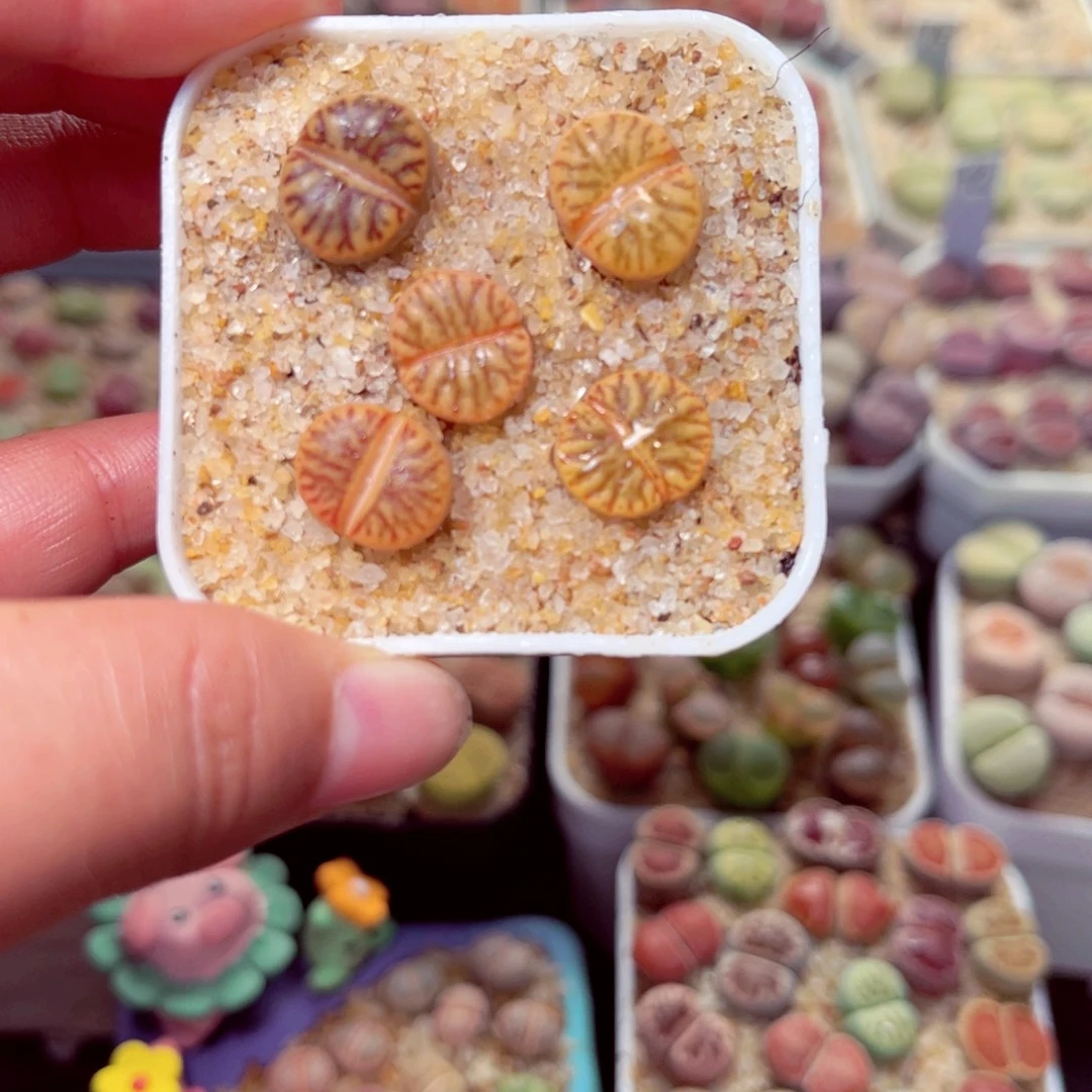 251号带盆包邮发货