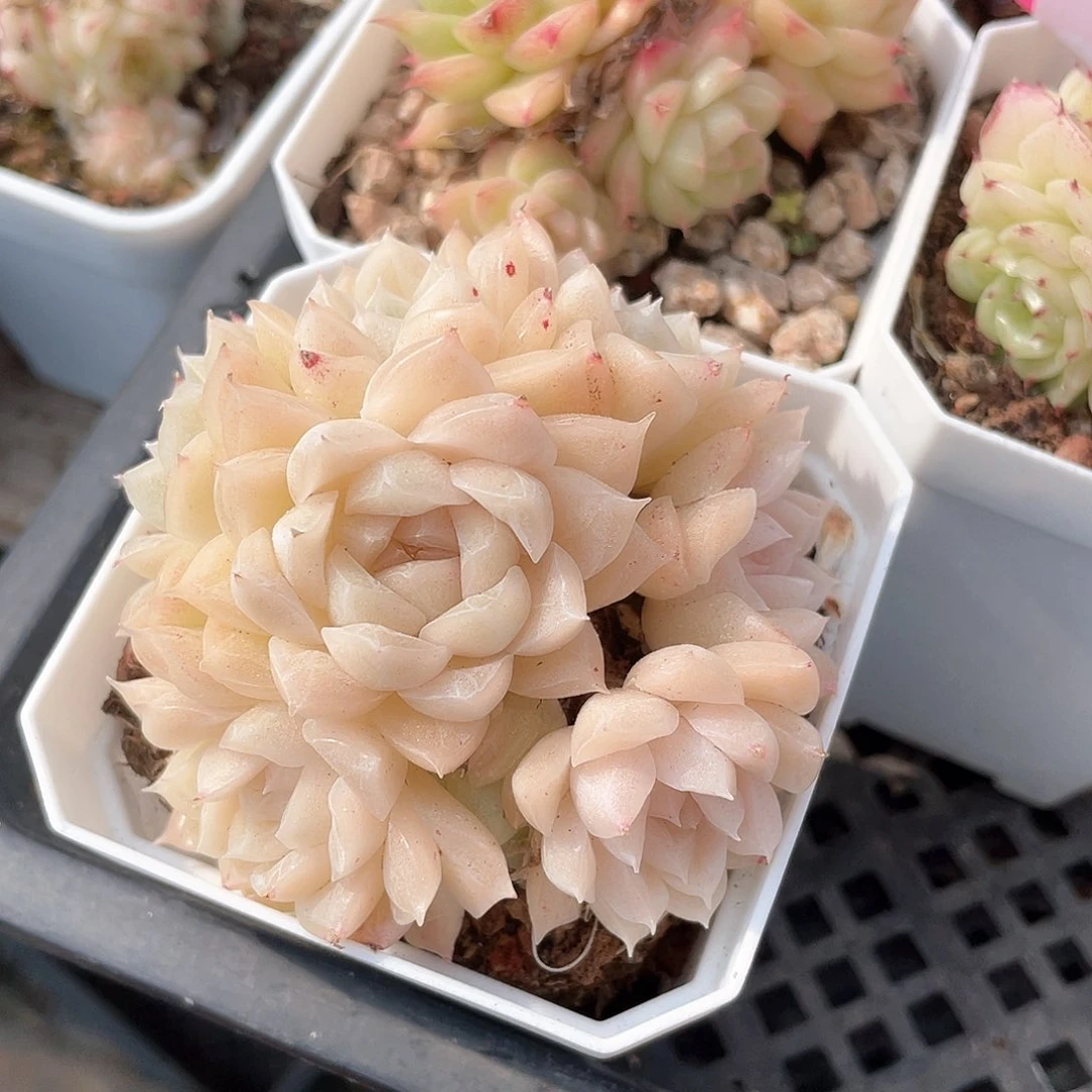 咕****咕优选麦秆福利8421