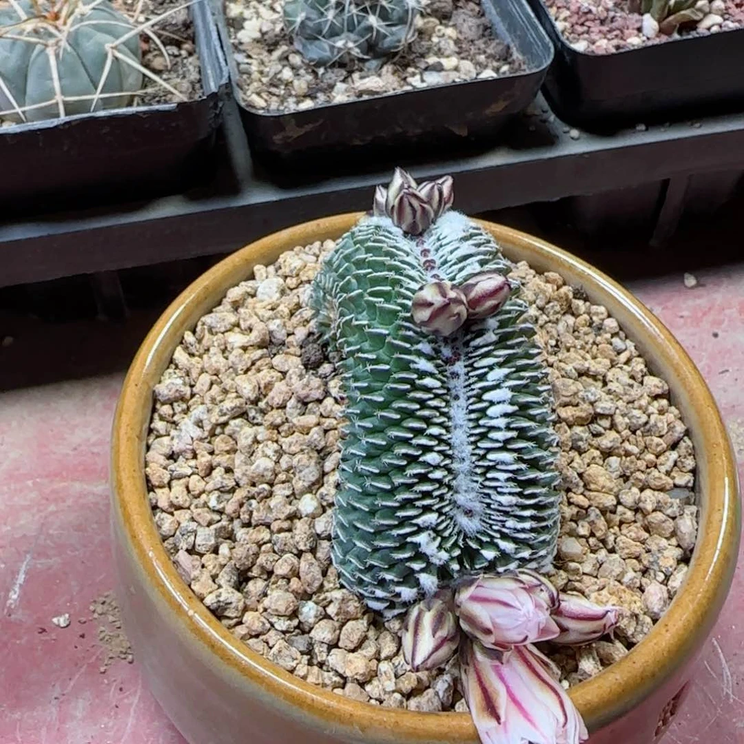 T*?000000000000003多肉