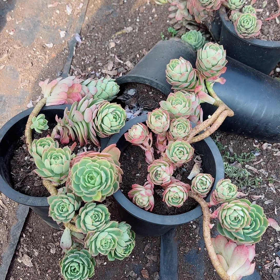 绿蔷薇飘枝老桩两盆