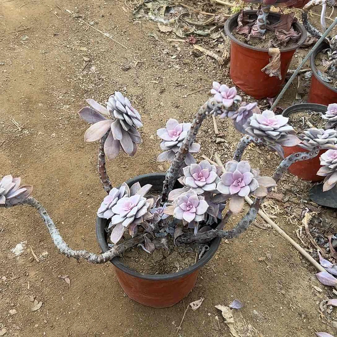 华丽副多中央音乐学院