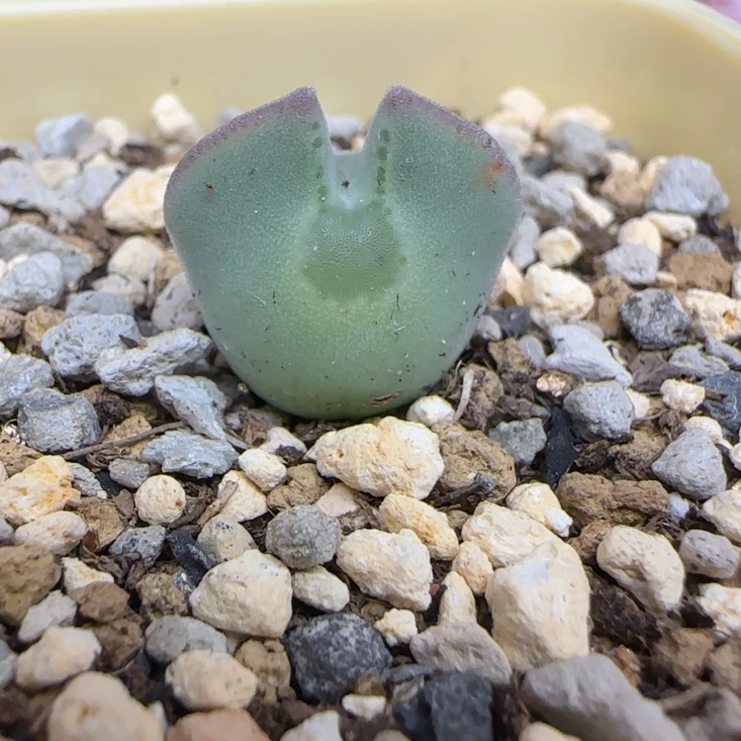 矮胖空蝉多肉植物一颗