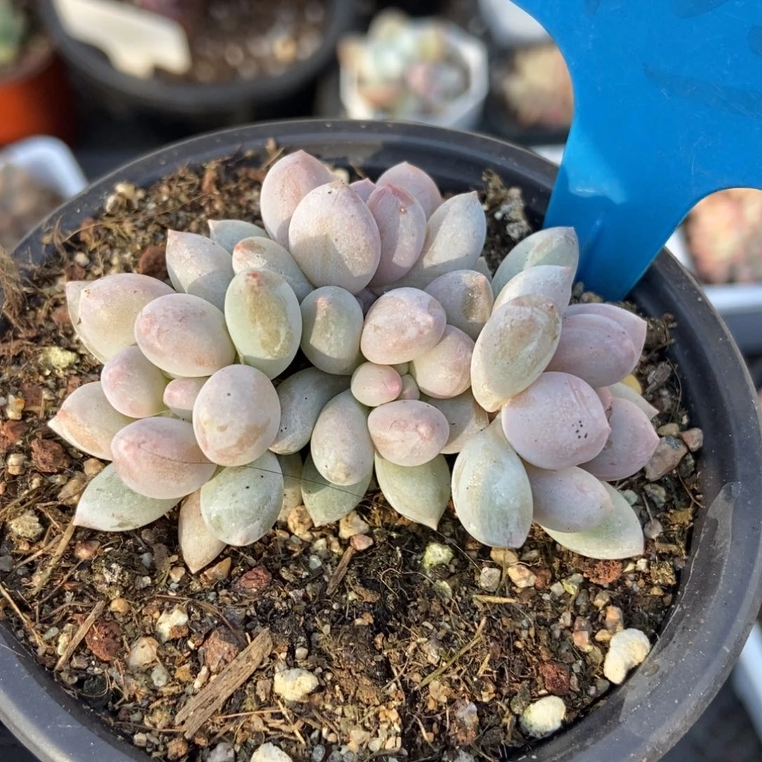 903幻灵手指多肉