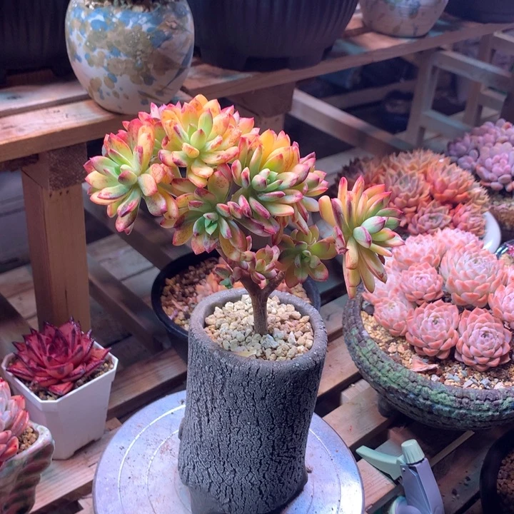 叮当锦朵朵缀z z z