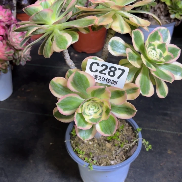 瑞妈一物一拍287有断枝