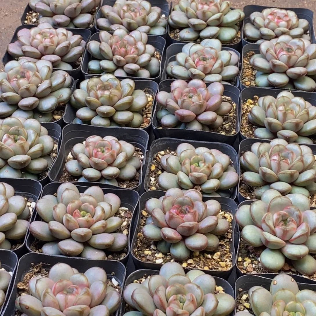 安**院847多肉植物保护研究所所长助理