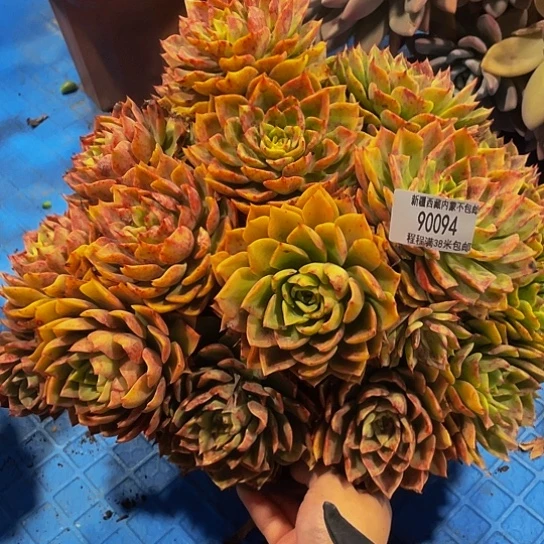 哈****哈贝拉90094多肉