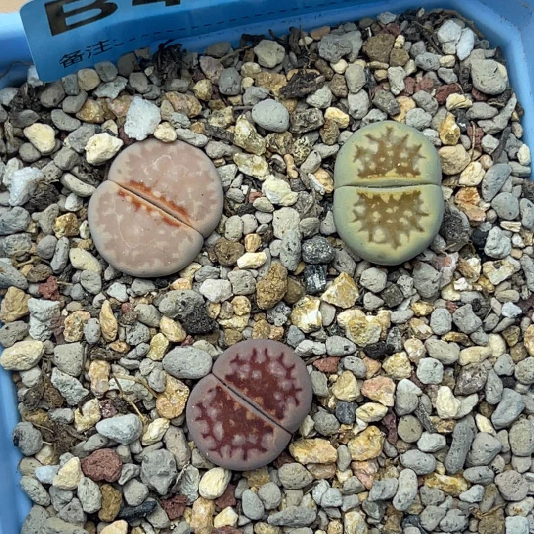 4557唇彩套三颗。